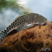 Spotted Rubber Pleco L-445