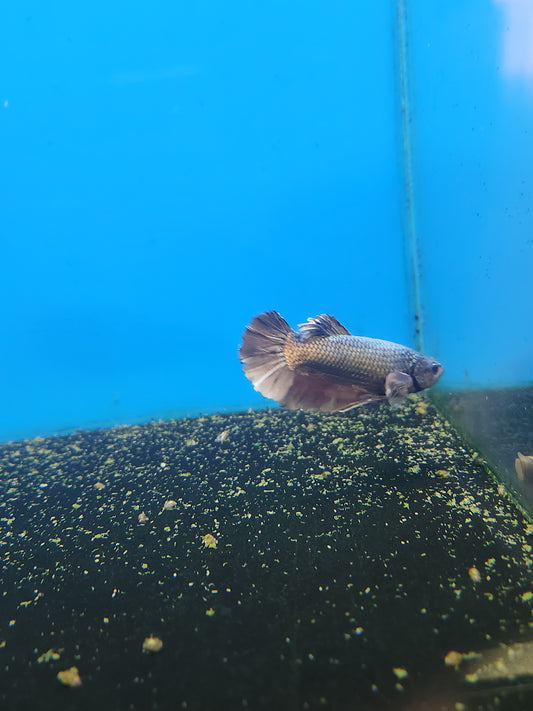 Betta Male Super Giant Shortfin Halfmoon