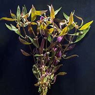 Telanthera Aquarium Plant