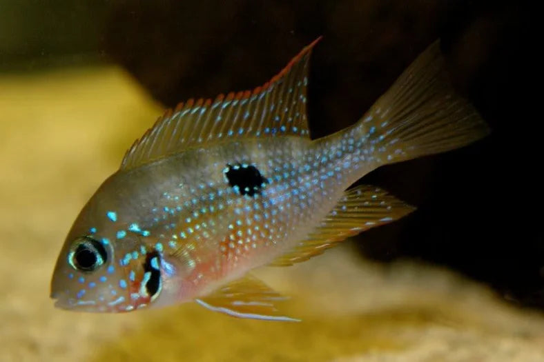 Ellioti Spotcheek Cichlid Lg