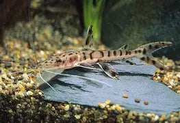Tiger Shovelnose Catfish 3"