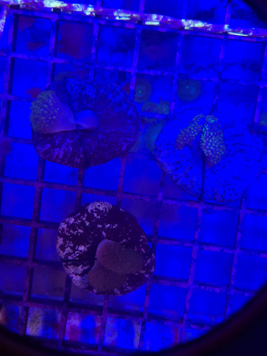 Aussie Crown Leather Frag