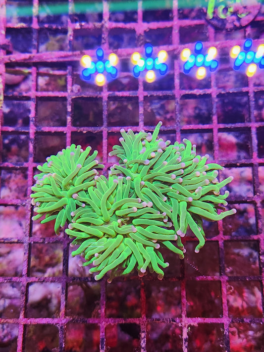Malaysian Torch Skittles 3 Head