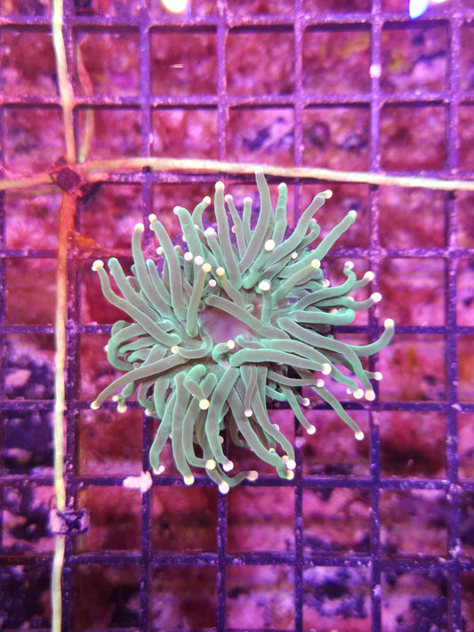 Indo Green Stem with Orange or Pink Tip Torch Frag