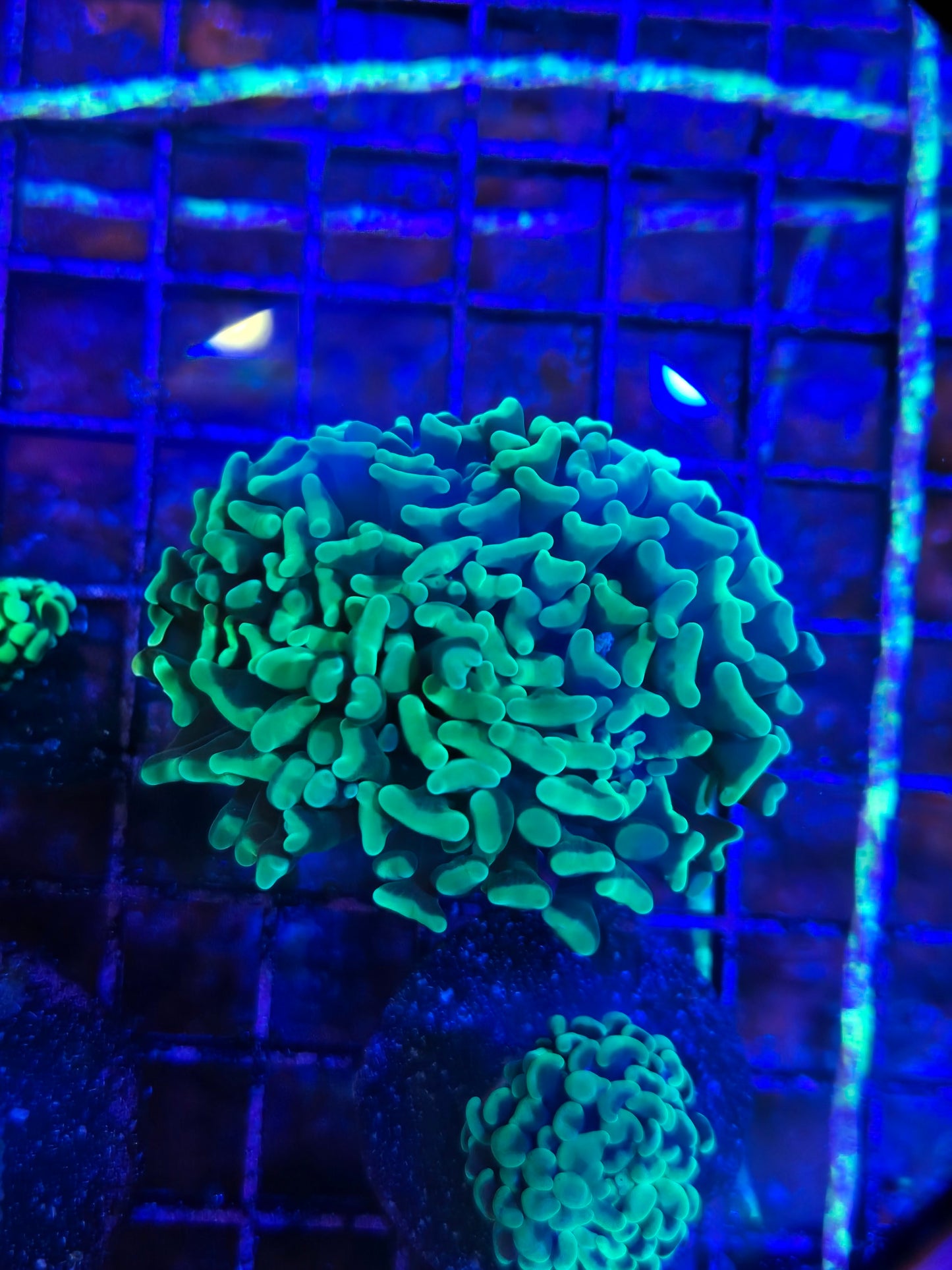 Aussie Neon Green or Toxic Branching Hammer