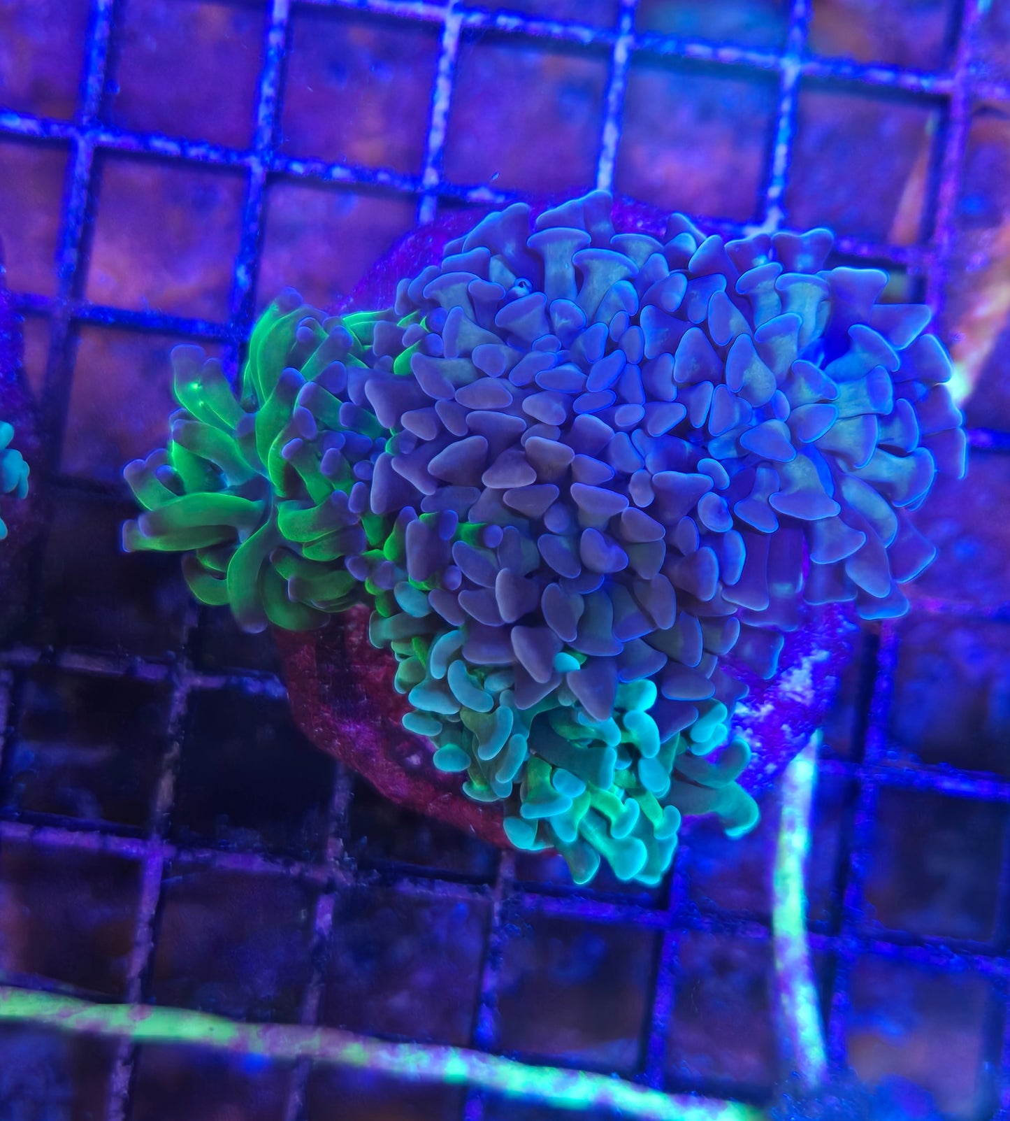 Tri Color Indo Hammer Mini Colony