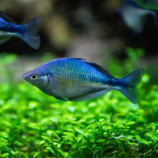 Rainbow Turquoise Reg.