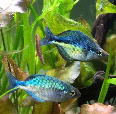 Rainbow Turquoise Md. – Richmond Aquarium
