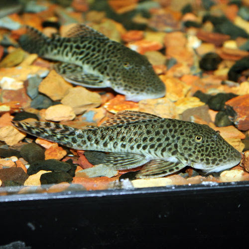 Plecostomus Florida Reg