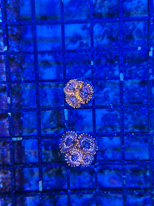 Utter Chaos Zoa