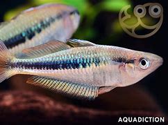 Rainbow Alleni Wapoga 2-2.5"