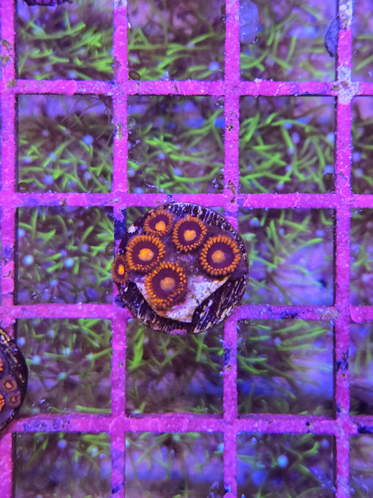 War Birds Zoa Frag