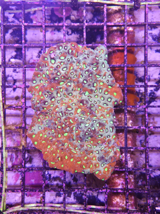 Aussie Favites War Coral