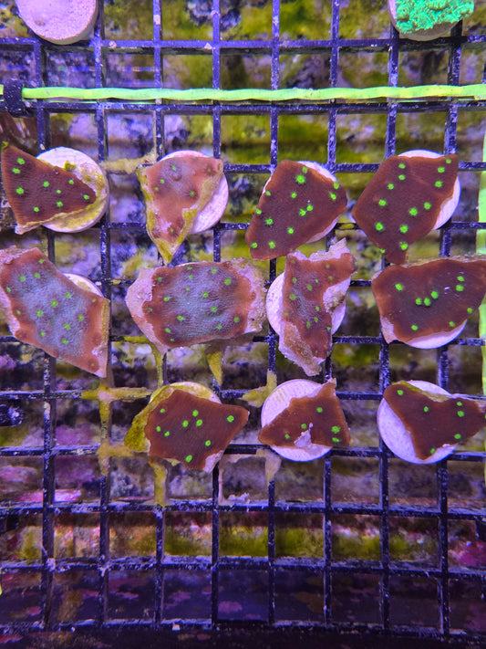War Coral Favia Brain