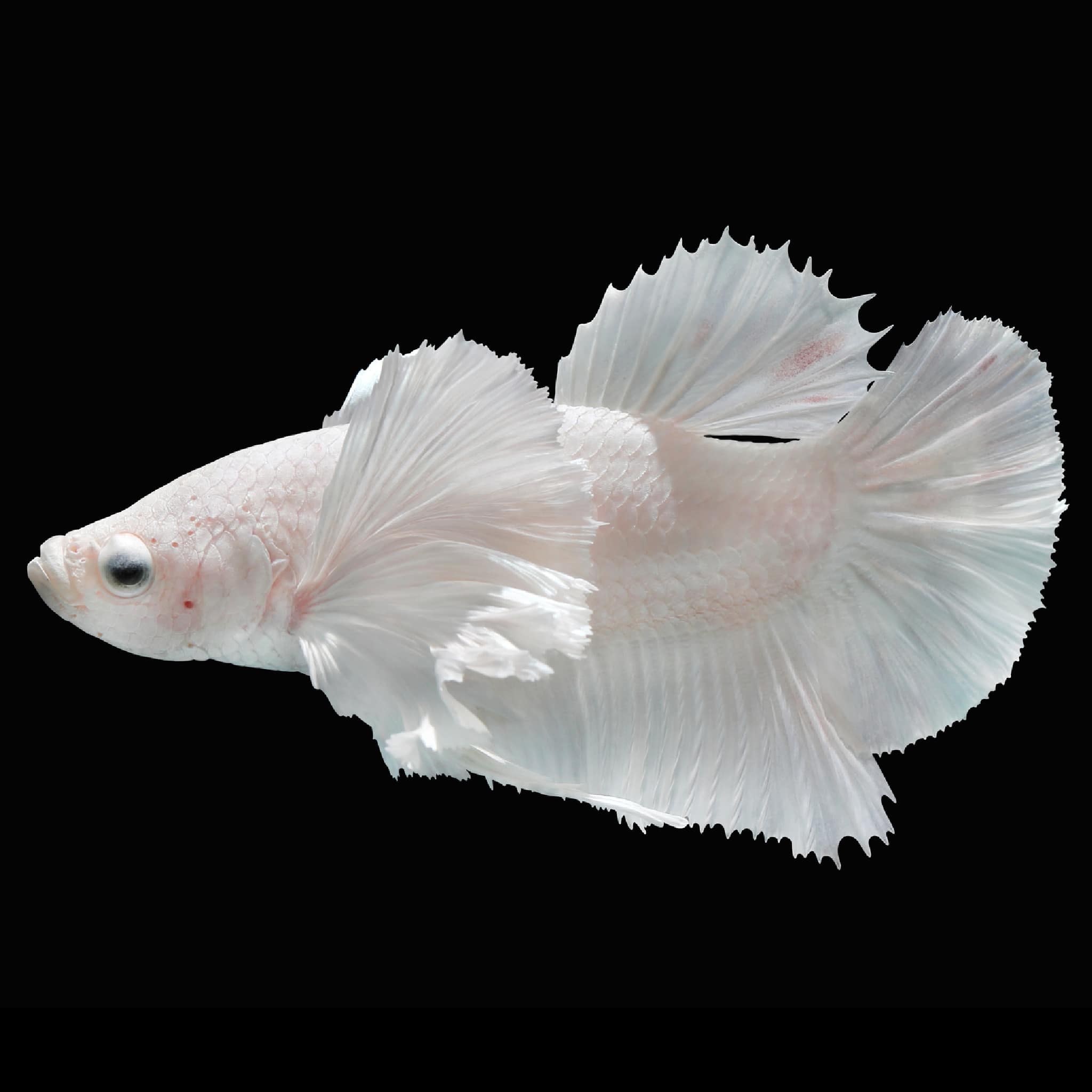 Bettafish – Richmond Aquarium
