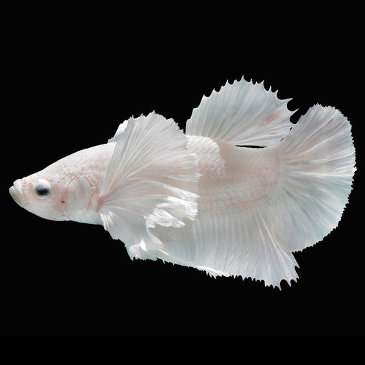 Betta White Elephant Ear L/F Male