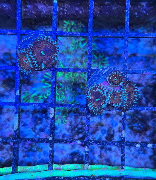 White Zombie Zoa