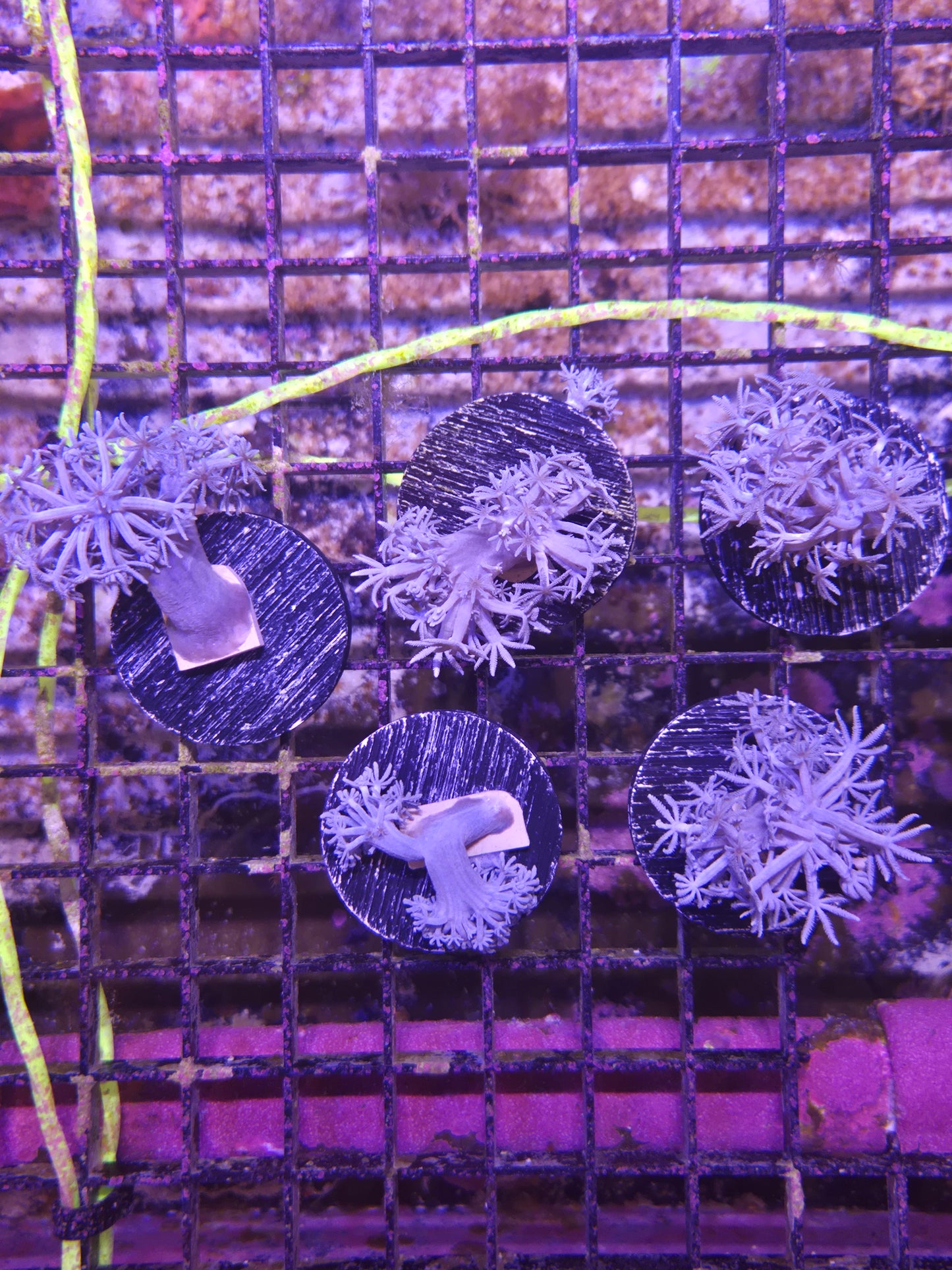 ECC Pulsing Xenia Frag
