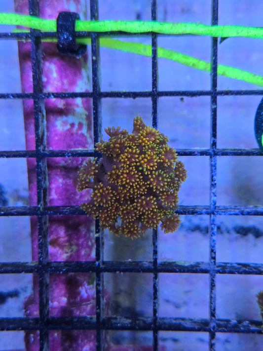 XXX Gonipora
