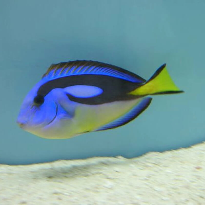 Yellow Belly Blue Tang Lg