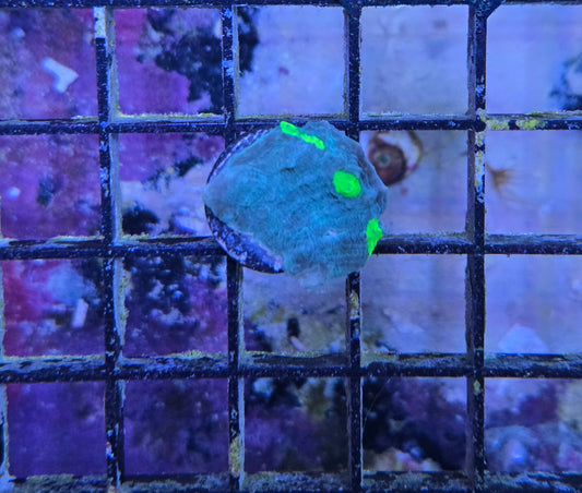 Blue/Yellow Chalice