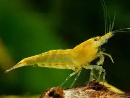 Yellow Fire Shrimp Reg