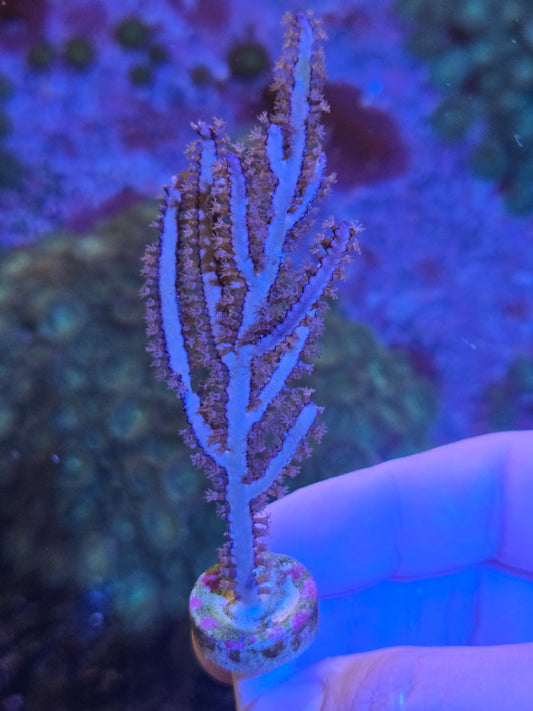 Yellow Sea Whip Gorgoinian