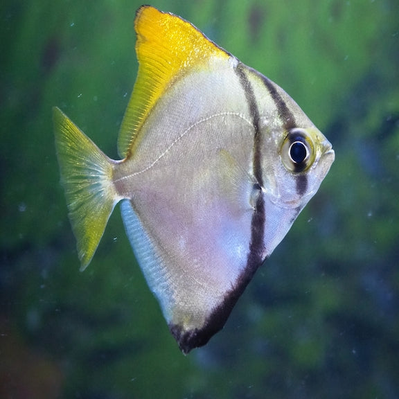 Mono Da Fish Mono Fish Argenteus – Richmond Aquarium